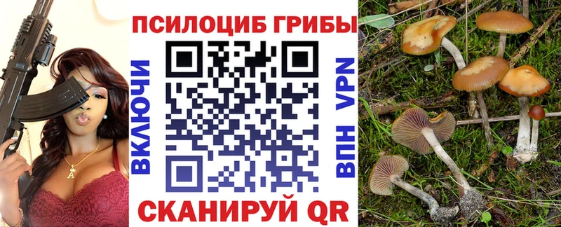 Псилоцибиновые грибы Psilocybe  blacksprut как войти  Железногорск-Илимский 
